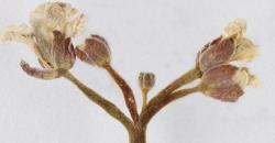 Cardamine parvula. Inflorescence with buds and flowers (CHR 275329).
 Image: P.B. Heenan © Landcare Research 2019 CC BY 3.0 NZ